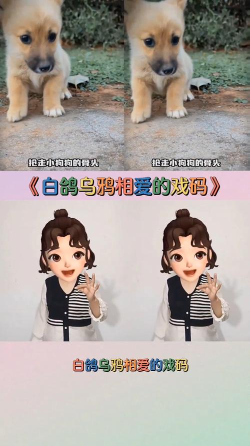 白鸽盒子防走失