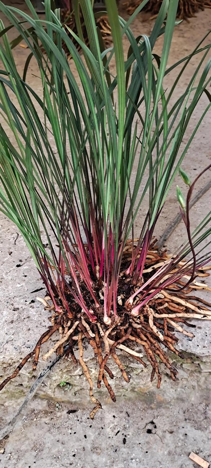 紫秀直播中文字幕游戏截图