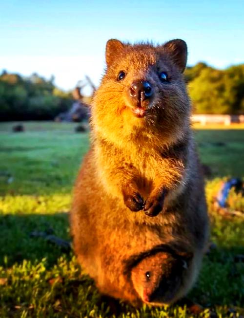 袋熊视频官方版白色版无删减