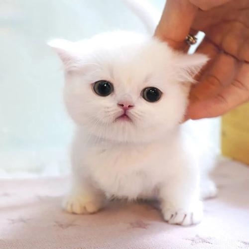 小奶猫直播官方正版免费游戏截图