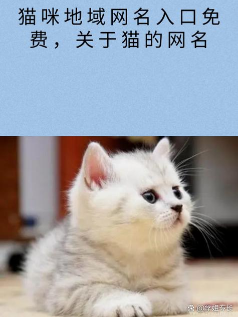 猫咪成人最新地域网名查询游戏截图
