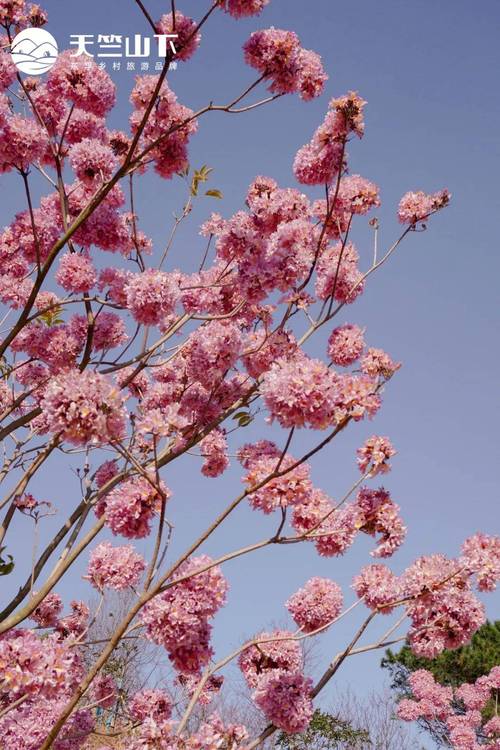 探花安卓版粉色版本