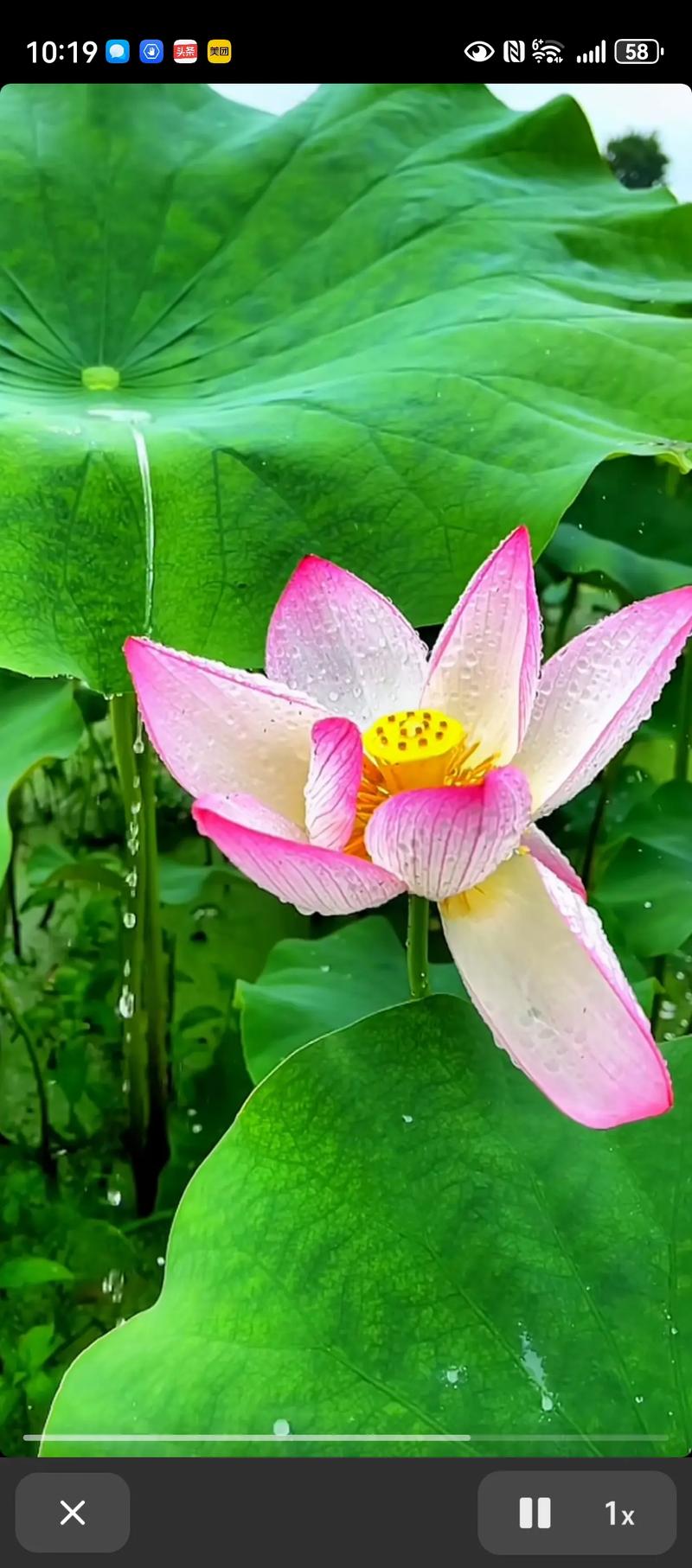 荷花直播最新版本