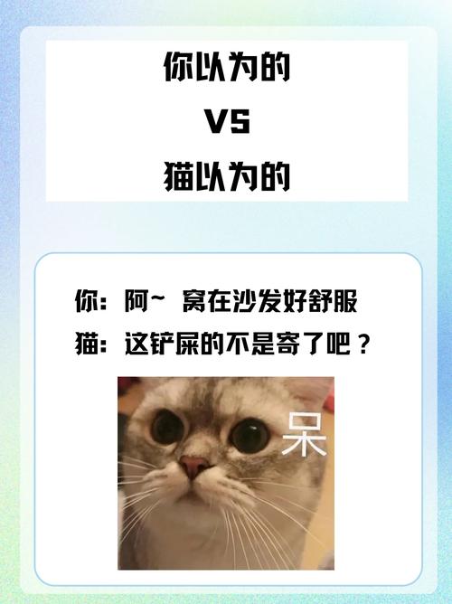 猫咪段子2023最新版特色免费版手机正版