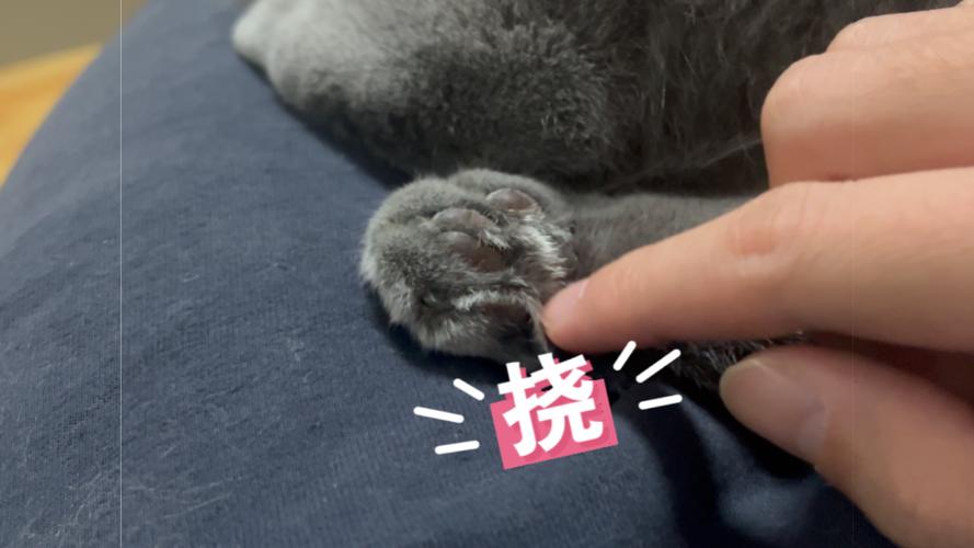 挠脚心的猫搞笑大全