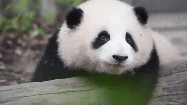 熊猫动态壁纸app安卓版辅助图标