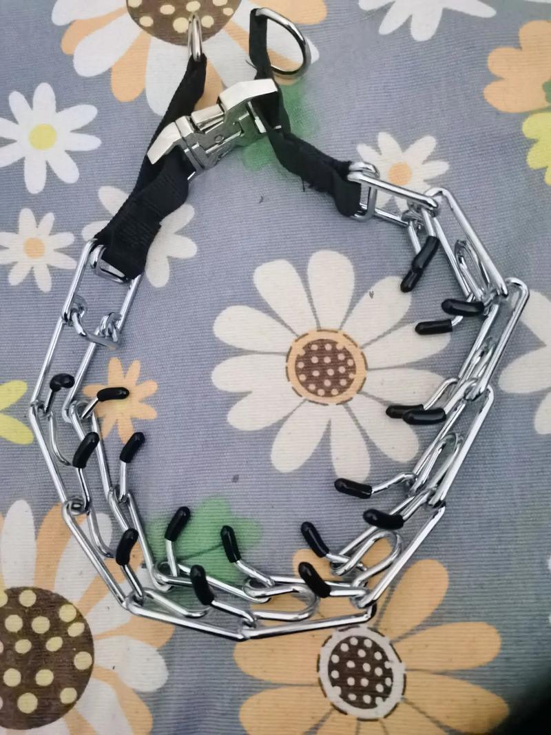 字母圈K9训练狗