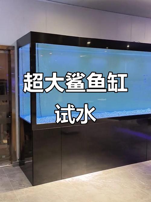 鲨鱼缸需要造景吗为什么游戏截图