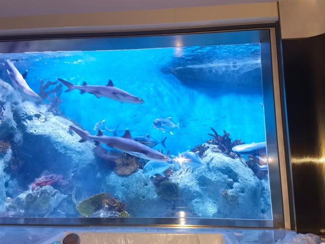 鲨鱼缸需要造景吗为什么