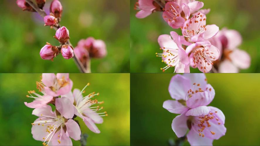 花开视频