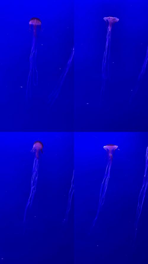 水母视频
