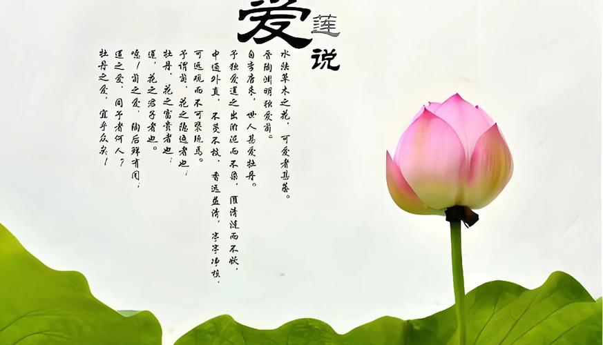 爱莲说是部编版哪个年级的课文赚钱版游戏截图