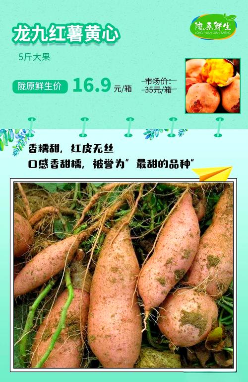 秦薯9号红薯简介游戏截图