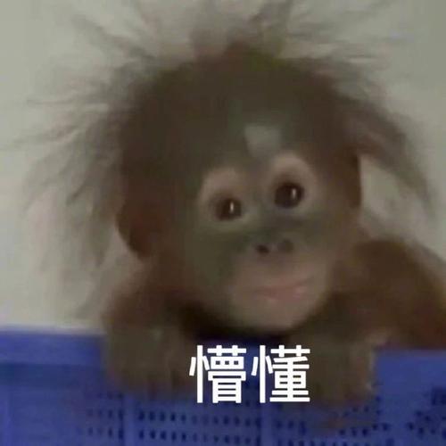 表情包小猴子