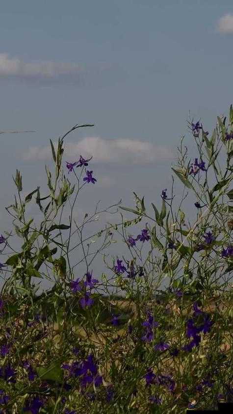 野花直播视频免费高清完整版