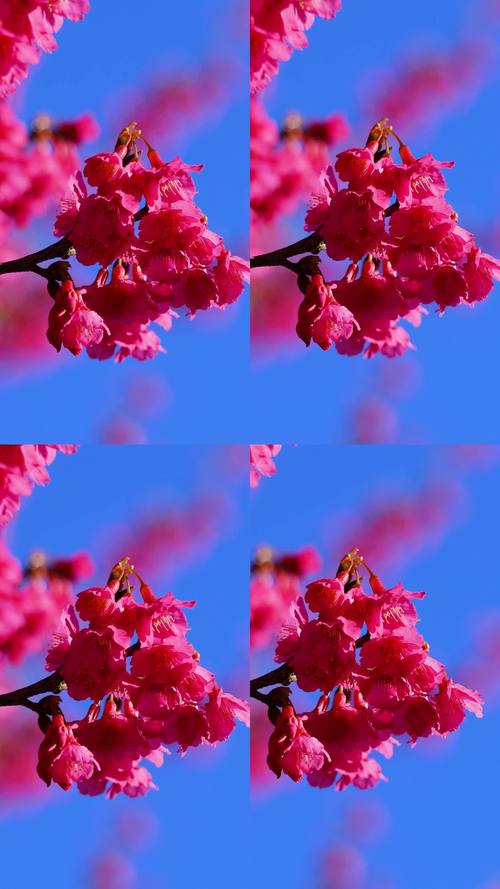 樱花视频