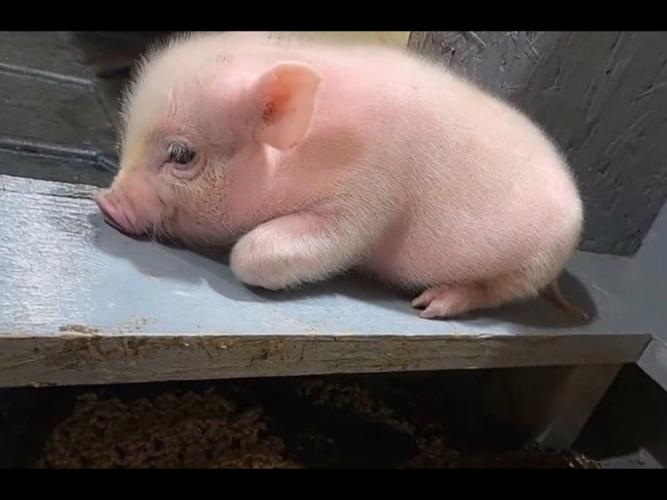 小猪视频