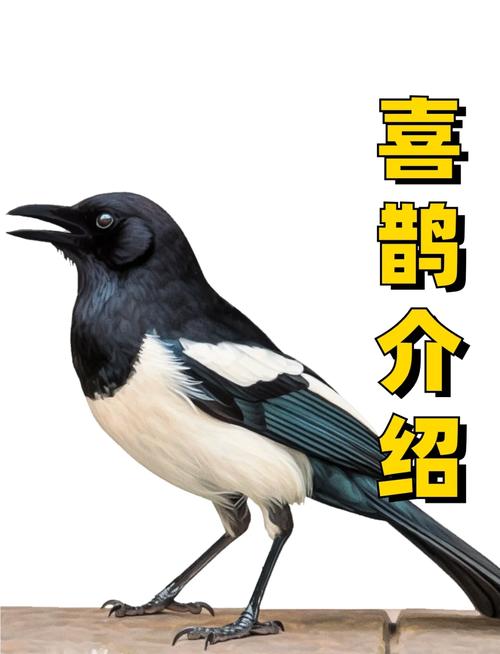 喜鹊短视频极速版最新版游戏截图