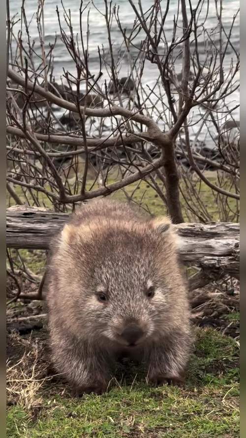 袋熊视频115赚游戏截图