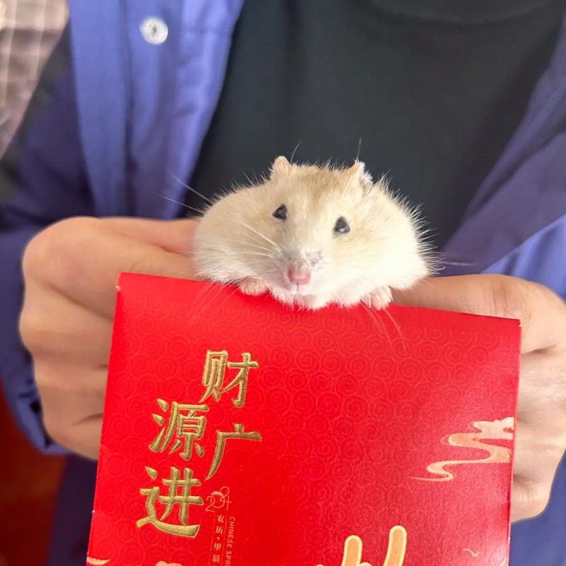 萌萌小仓鼠红包版