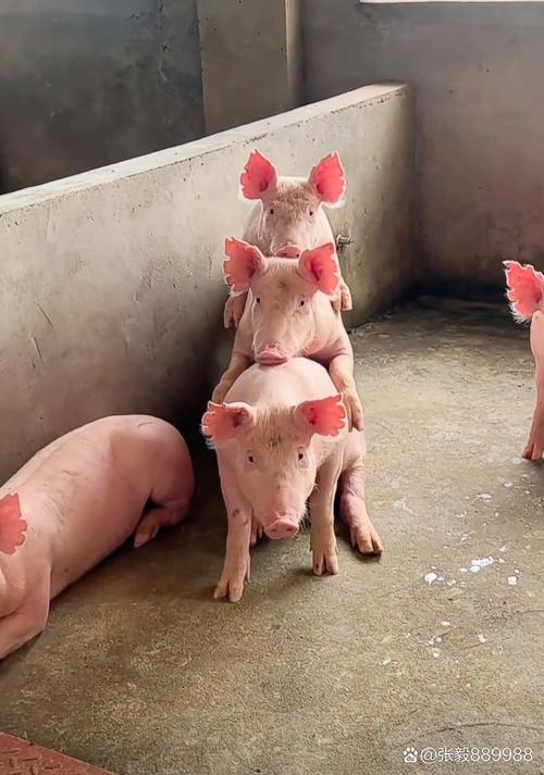 放过这头猪养猪猪