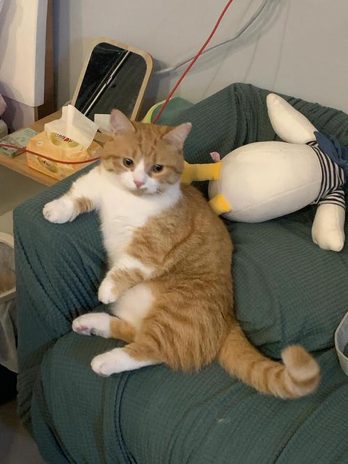 桔猫短视频最新版