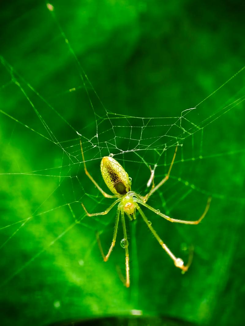 蜘蛛生态
