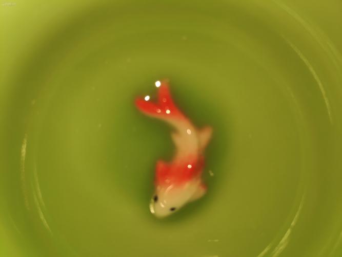 鲤小步官网版游戏截图