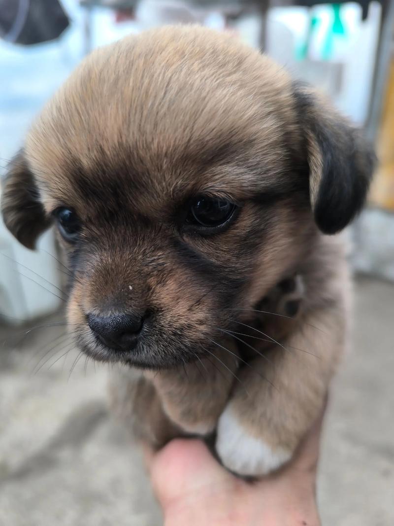 小奶狗短视频免费版最新版