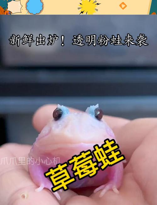 粉蛙赚游戏截图