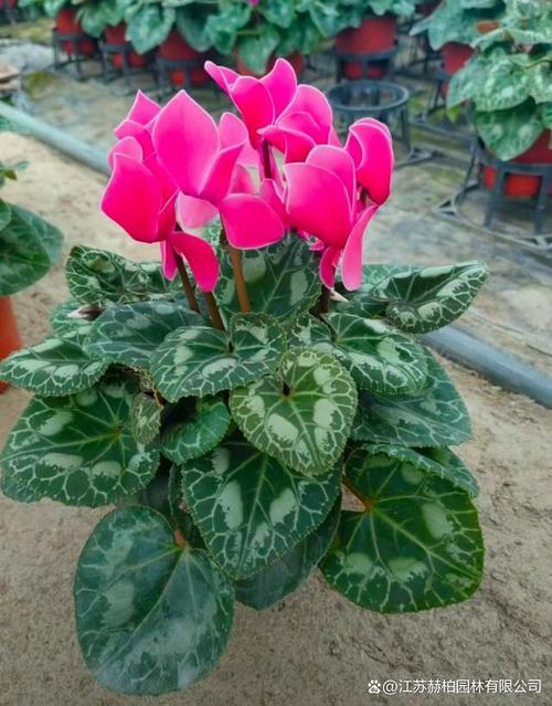 仙客来转发文章赚