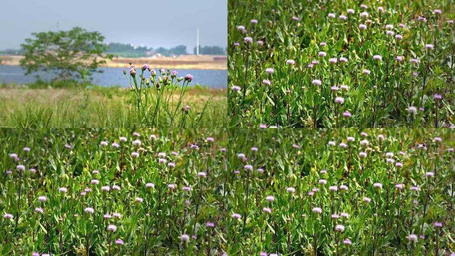 野花视频