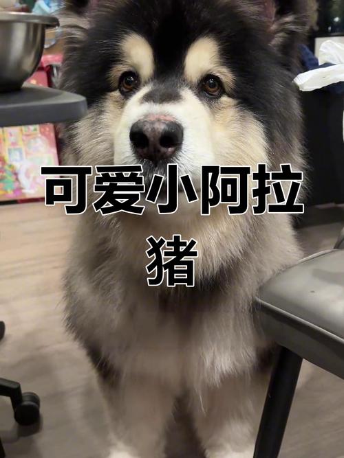 阿拉猪最新版
