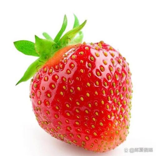 王草莓的幸福生活红包版游戏截图