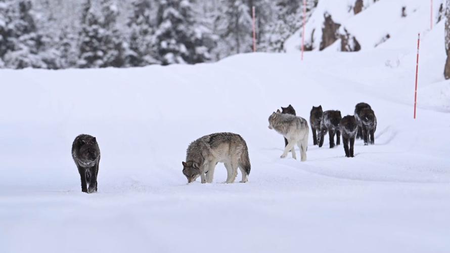 狼群视频