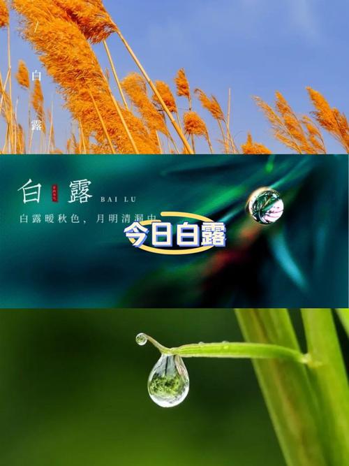 白露转转发赚钱平游戏截图
