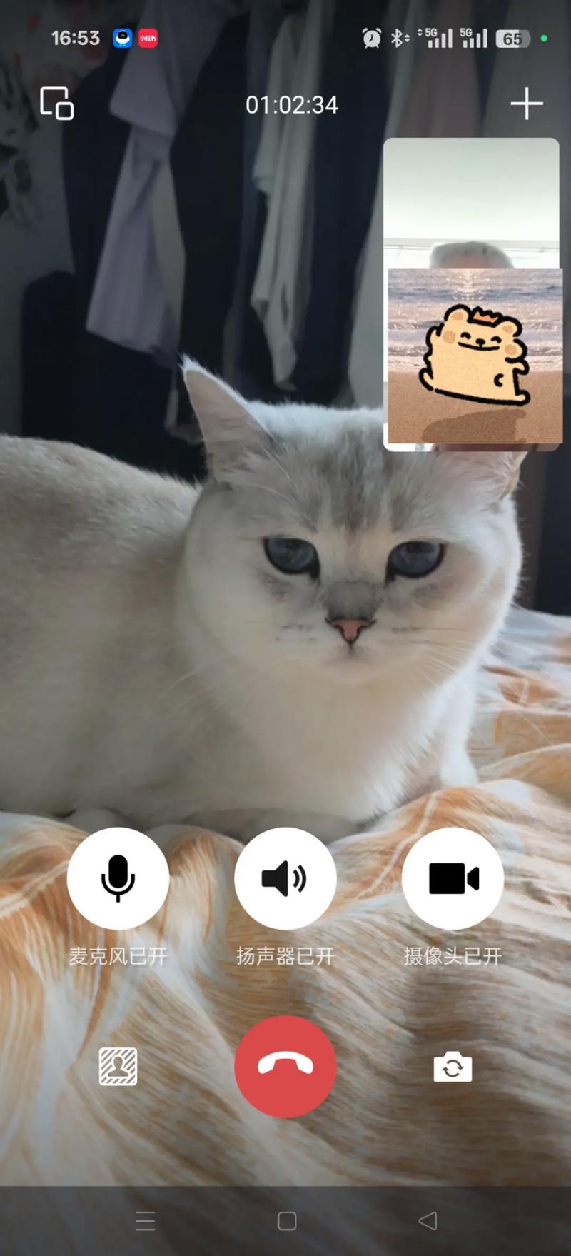 猫猫试看短视频赚