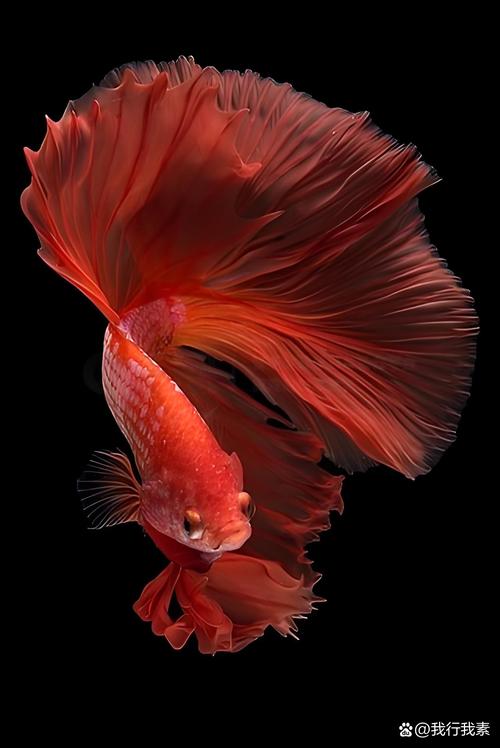 斗鱼看点手机版