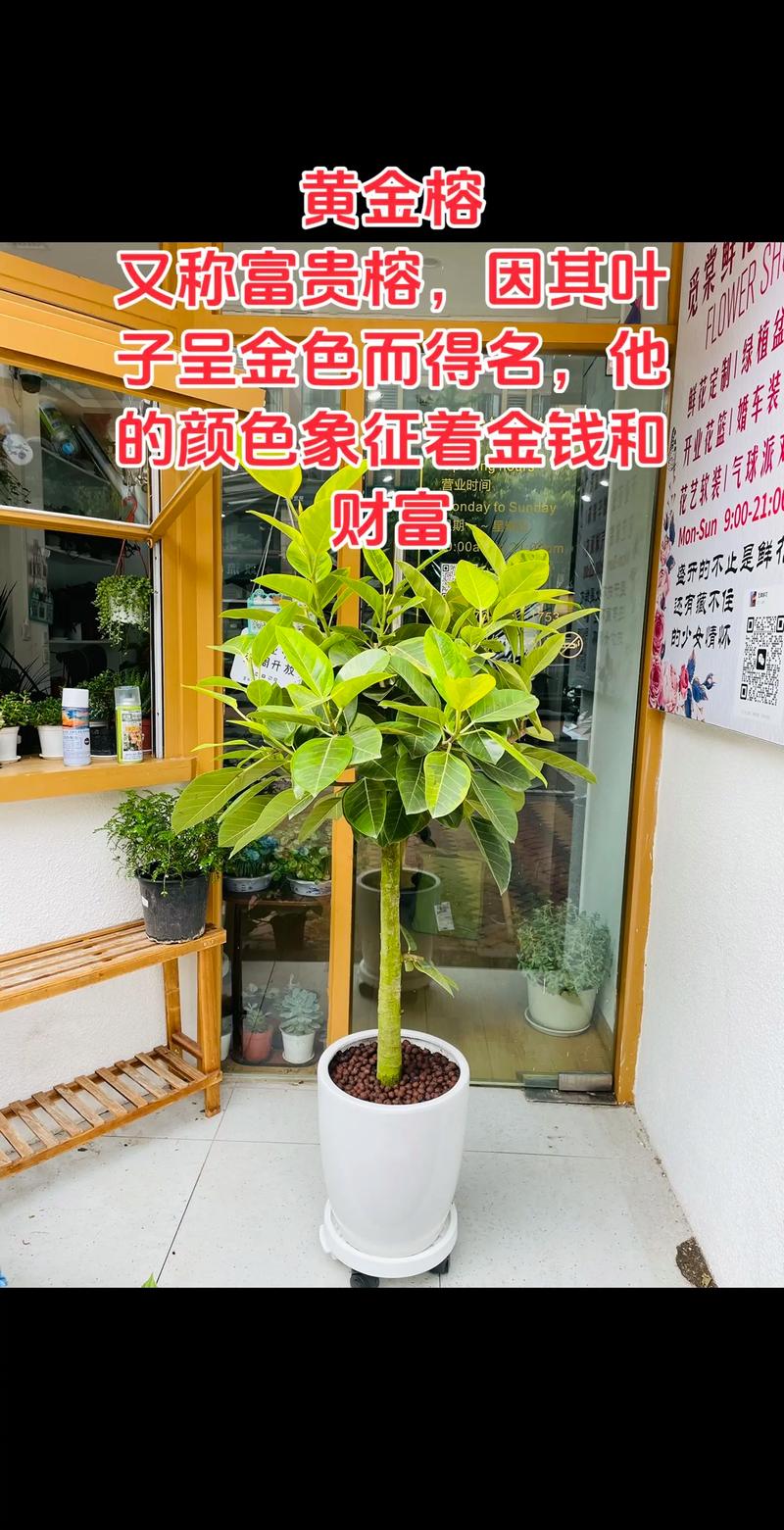 金榕树广西黄金交