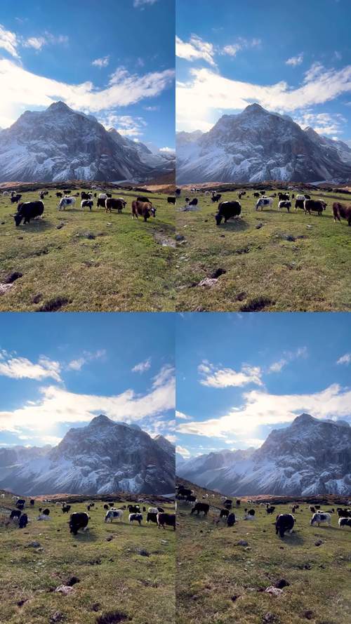 生态牛场手机版