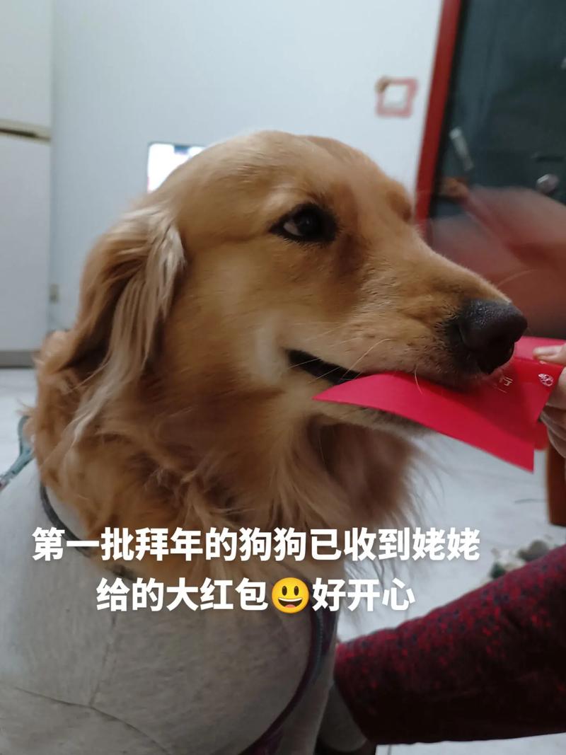 我的狗狗红包版赚
