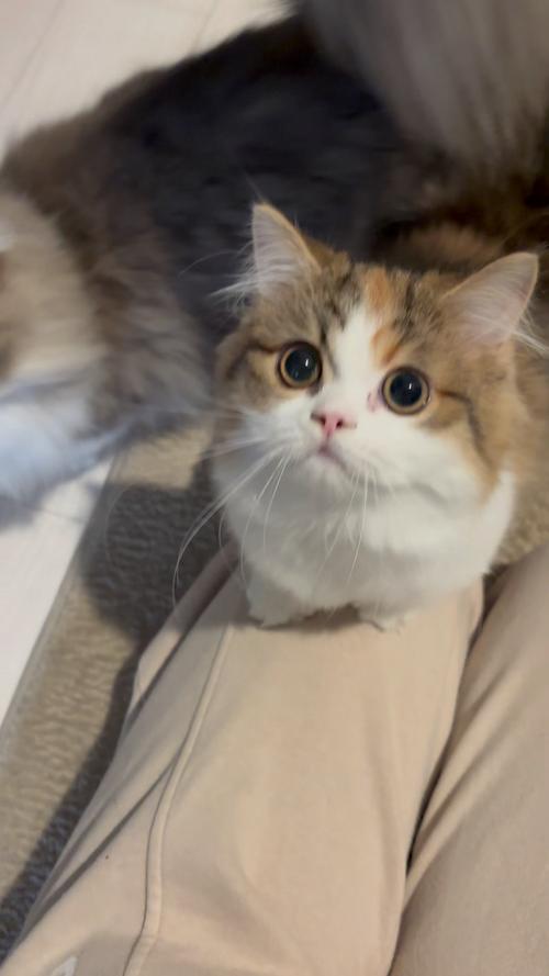 猫咪视频免费版