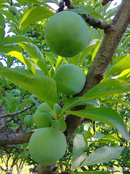 夏日果园赚钱攻略