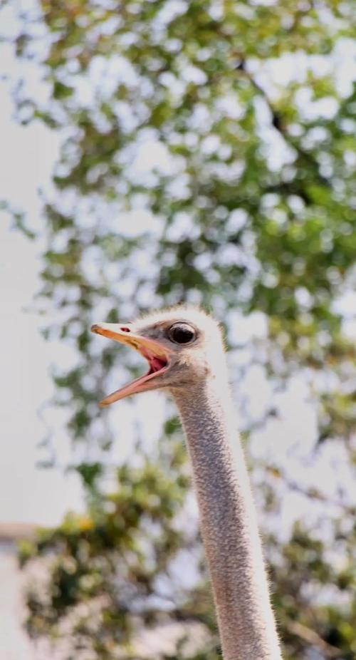 鸵鸟资讯文章转发