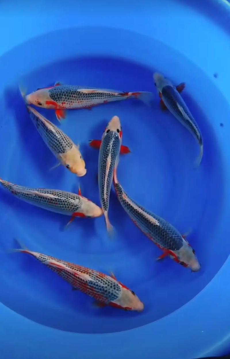 五福锦鲤区块链