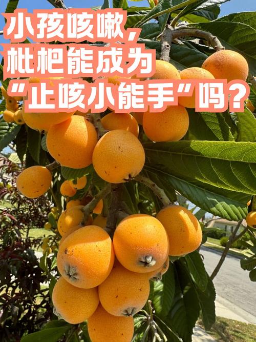 枇杷资讯阅读转发