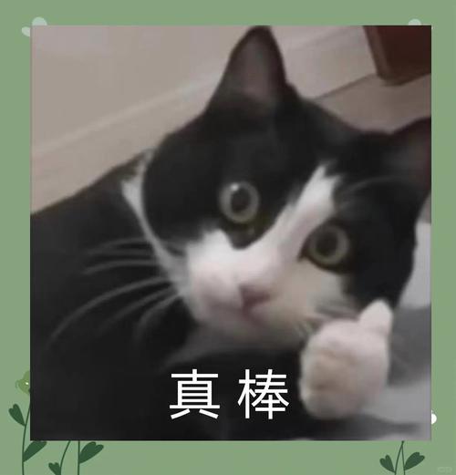 猫猫赏抖音点赞
