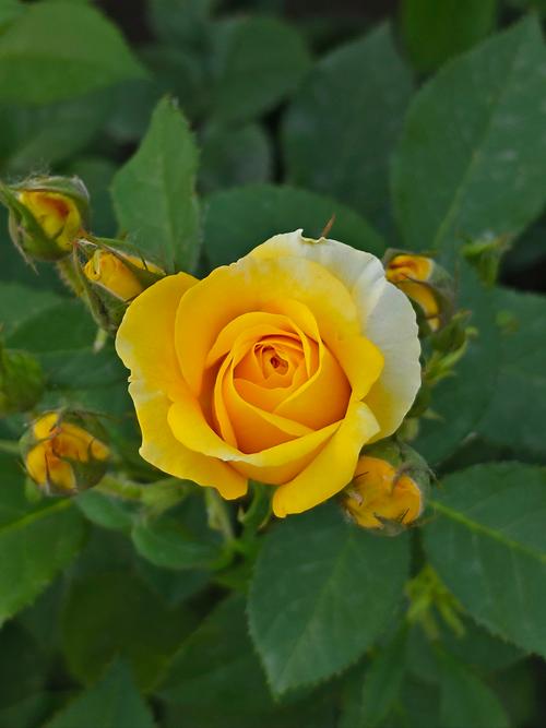 月季网转发文章赚钱app游戏截图