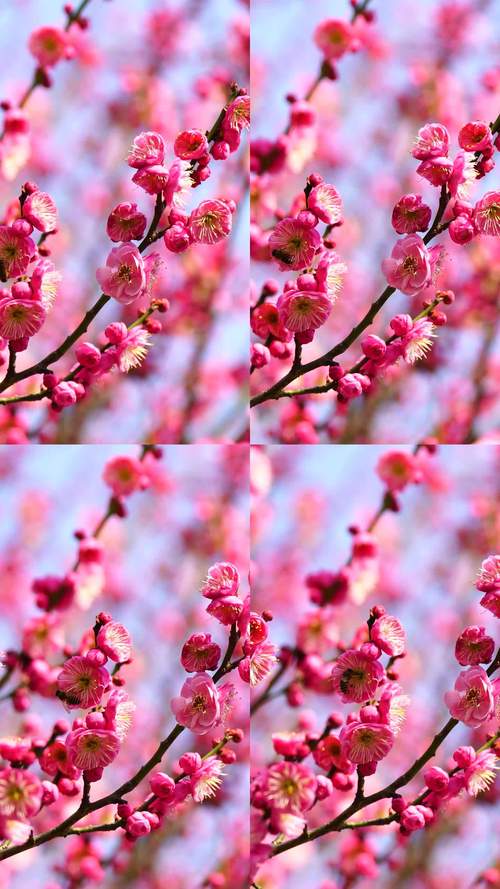 梅花短视频福利版