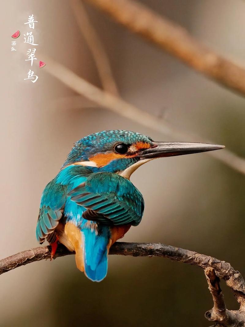 翠鸟阅读手机版免